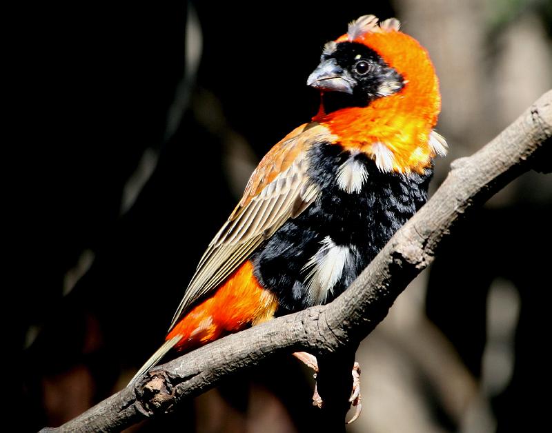 frieda 061.jpg - mmm lyk ek nie pragtig nie?  besig om sy broeivere te kry!